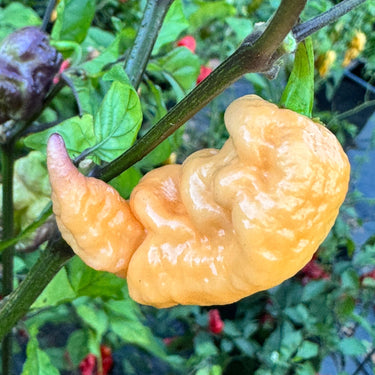 Reaper Sbagliato Purple Peach - Seeds - The Pepper Pantry (Formerly Marie Sharp's)